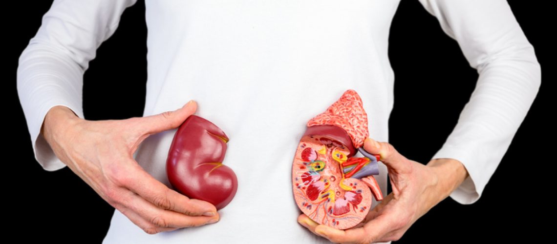 Female hands hold model of human kidney organ in front of white body at black. This artificial organ model is used for education in high school to learn students about biology. They learn about the human body and how our kidneys work. Our kidneys function as a filter for the blood circulation.